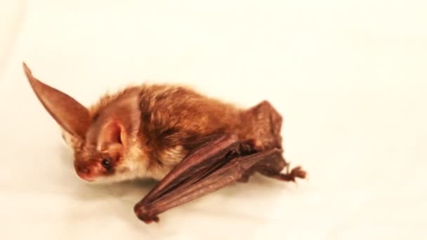 Morcego de orelhas longas isolado em branco — Vídeo de Stock