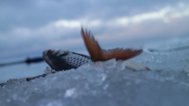 Frisch gefangener Fisch auf Eis an einem sehr windigen Tag — Stockvideo