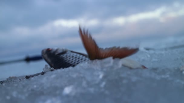 Rüzgarlı bir günde buzda taze balık yakaladım. — Stok video