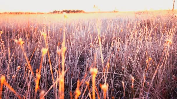 Frosty ochtend in het weitje — Stockvideo