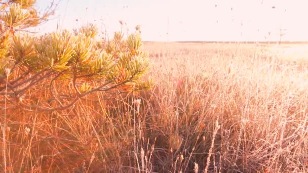 Frosty morning on the high marsh — стоковое видео