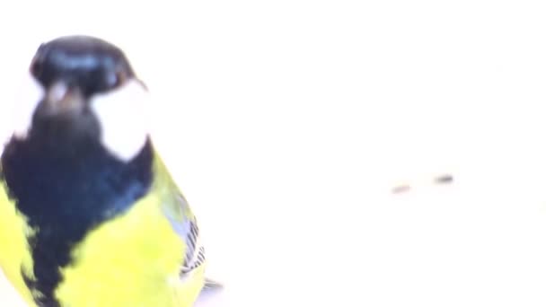 抽象的な鳥の動きと白い背景に種を供給 — ストック動画