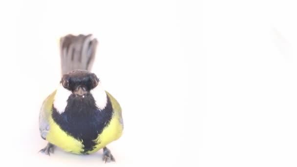 Bright spring bird great tit — Stock Video