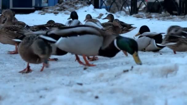 Regardez à travers les yeux d'un canard colvert comme un élément de l'environnement urbain — Video