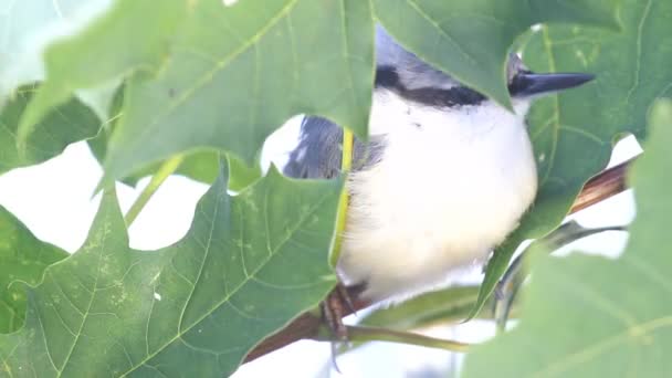 Nuthatch в рамке из кленовых листьев . — стоковое видео