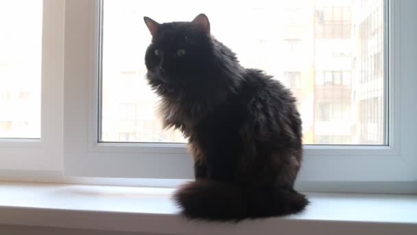 Gato en la ventana en una nueva casa de apartamentos — Vídeo de stock