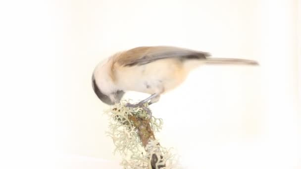 Willow tit Parus montanus on a white background — Stock Video