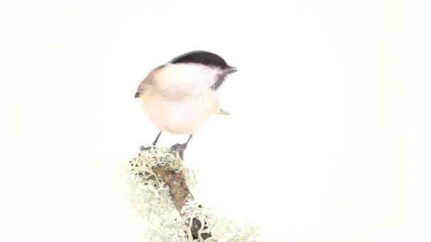 Willow tit Parus montanus on a white background — Stock Video