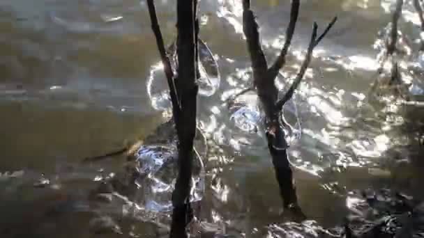 Entorno natural la primavera está en todas partes — Vídeo de stock