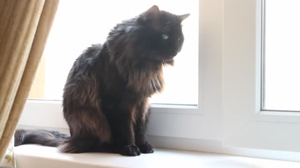 Katze am Fenster in neuem Mehrfamilienhaus — Stockvideo