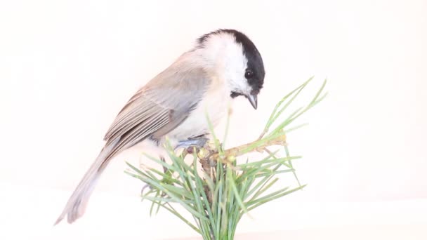 Salgueiro tit Parus montanus em um fundo branco — Vídeo de Stock