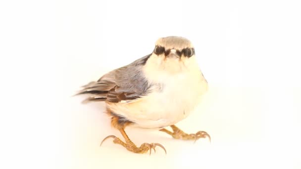 Nuthatch Sitta europaea on a white background — Stock Video