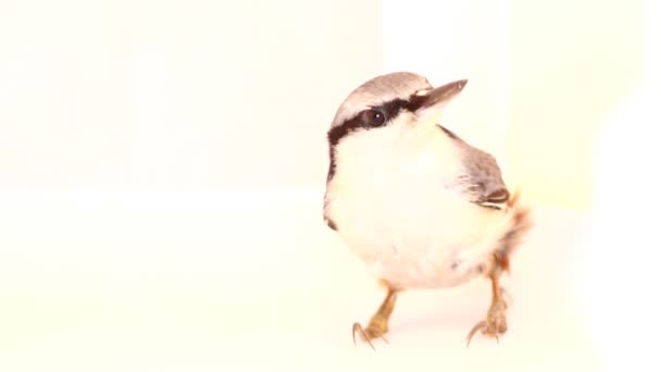 Nuthatch Sitta europaea on a white background — Stock Video