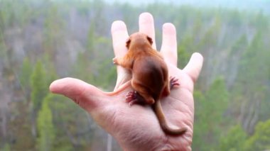 Küçük sincap ve habitat 1, yuvasını görünümünden