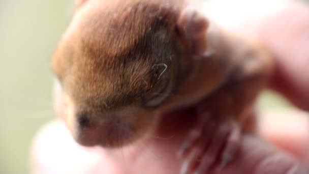 Little squirrel at the age of two weeks 5 — Stock Video