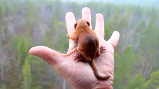 Mała wiewiórka i widok z jego gniazda w siedlisko 1 — Wideo stockowe