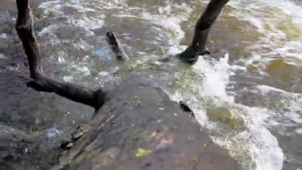 Το νεύρο του ποταμού 3 — Αρχείο Βίντεο