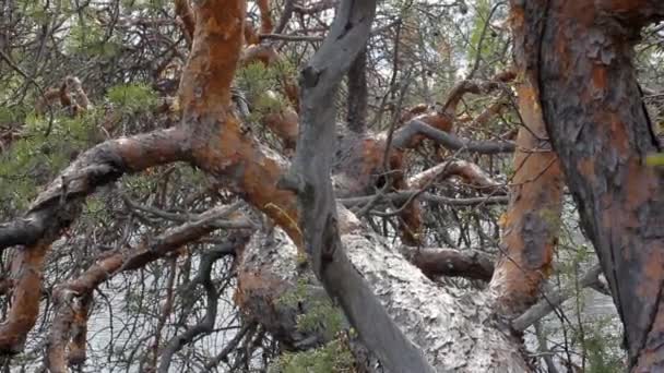 Het uitzicht vanaf de kroon van de boom die over rivier leunde — Stockvideo