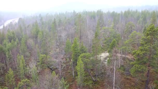 Está nevando na primavera taiga 2 — Vídeo de Stock