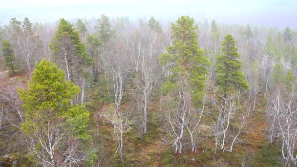 Pada śnieg na wiosnę tajga 1 — Wideo stockowe