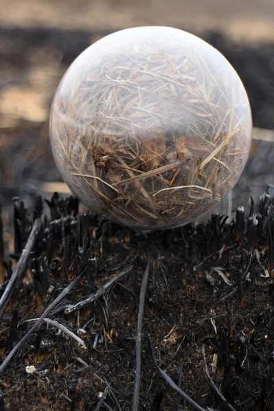 Global concept early spring fires and burnt grass — Stock Photo, Image