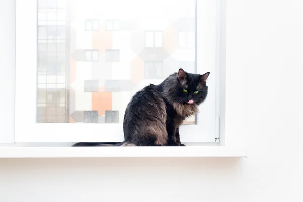 Chat à la fenêtre dans un immeuble neuf — Photo