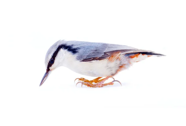 Nuthatch Sitta europaea em um fundo branco — Fotografia de Stock