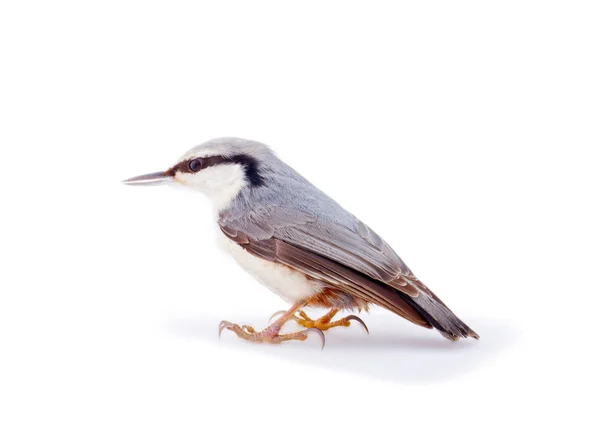 Nuthatch Sitta europaea on a white background — Stock Photo, Image