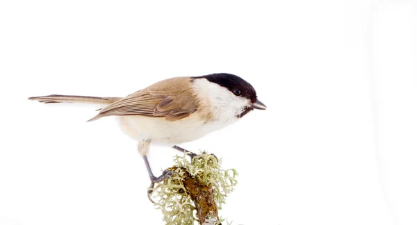 Willow tit Parus montanus on a white background — Stock Photo, Image