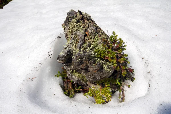 Snag island melting spring in tundra — Stock Photo, Image