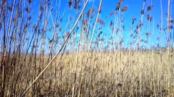 Reed moerassen — Stockvideo