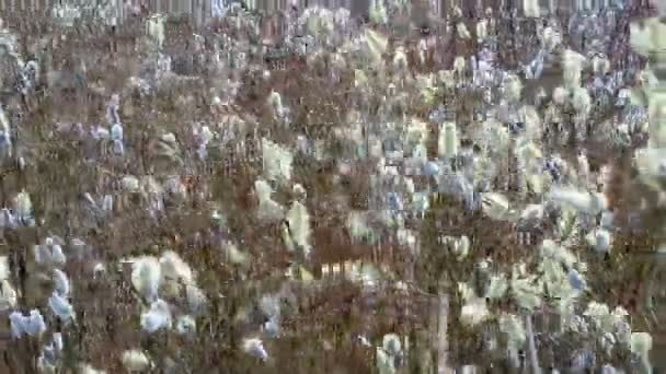 Море цветов ивы колеблется на ветру — стоковое видео