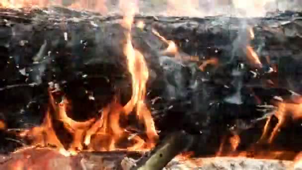 Bosbranden. Branden van de kofferbak van een pine — Stockvideo