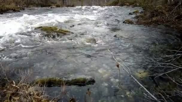 Rivière de la taïga rapide à la frontière de la Norvège et de la Russie — Video