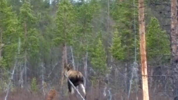 Moose άγρια ζώα στο δάσος — Αρχείο Βίντεο