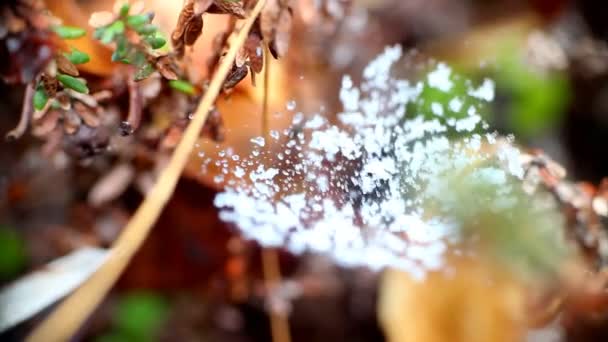 Sneeuw op de web-terugkeer van de winter — Stockvideo