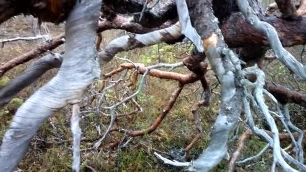 Wild very ancient long-dead tree forest — Stock Video