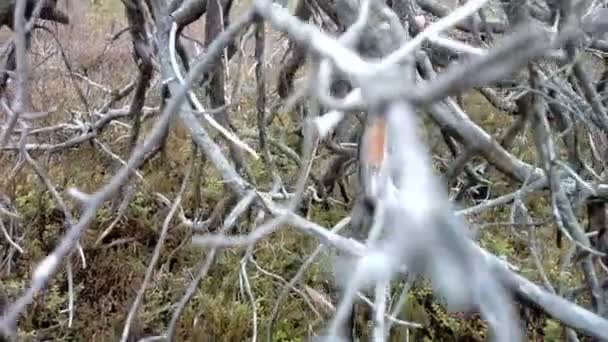 Wild very ancient long-dead tree forest — Stock Video