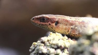 Nasıl eski hayvanlardır: dragon