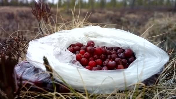 Cranberries are collected in the swamp — Stock Video