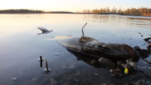 Brochet de force perdu se trouve sur le rivage peu profond — Video