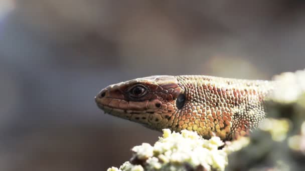 Wie geht es uralten Tieren: Dinosaurier atmet und schluckt — Stockvideo