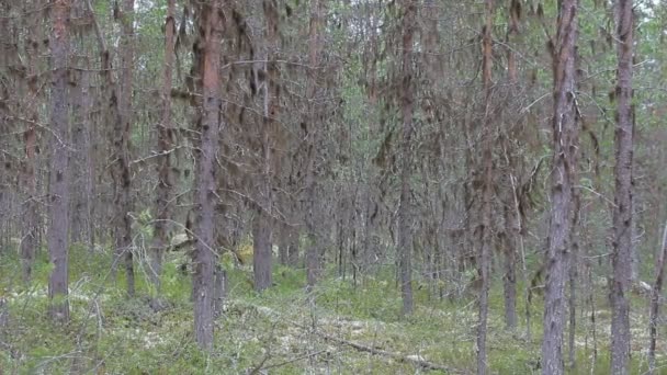 Der legendäre Wald der Nymphen und Trolle — Stockvideo