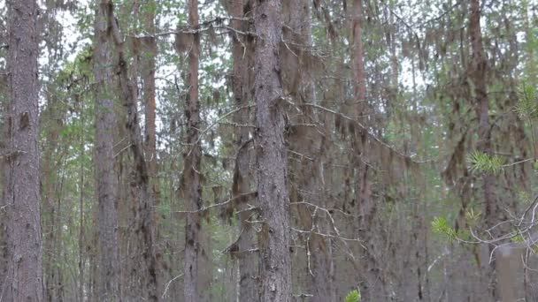 Misterioso bosque de hadas con brujas y magos — Vídeo de stock