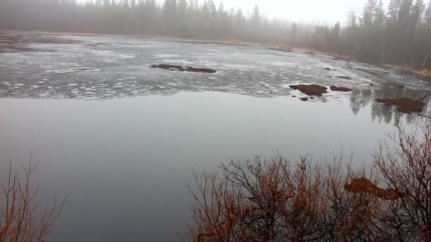 Peat came up to surface of  lake. Foggy morning — Αρχείο Βίντεο