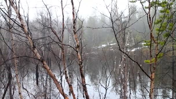 Tranquilla giornata nebbiosa nella foresta primaverile sopra il fiume — Video Stock