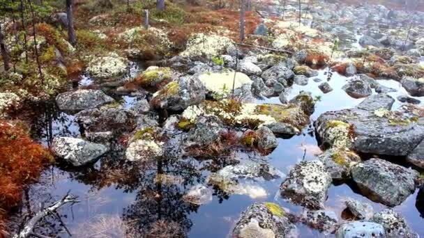 Belo design paisagístico. Florestas de primavera inundadas e pedras — Vídeo de Stock