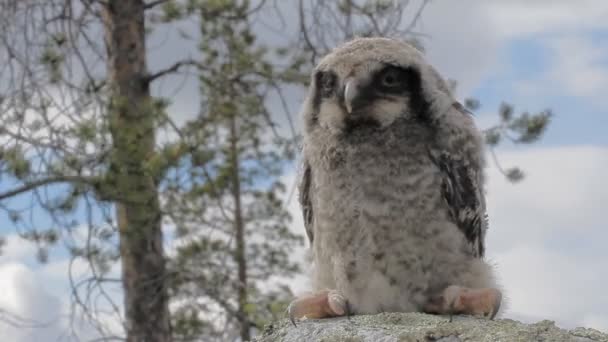Cute fluffy owlet sitting on stone — Stock Video