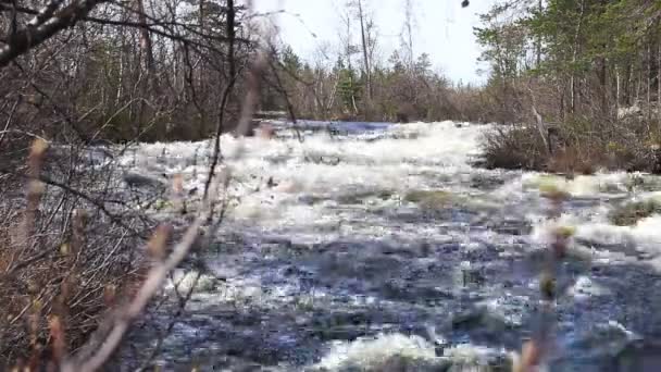 Rivière rapide dans la forêt de la taïga 