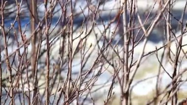 Bahar ile hızlı akarsu gelir. bir şelale sesi